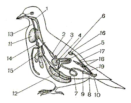 Схема органов птиц